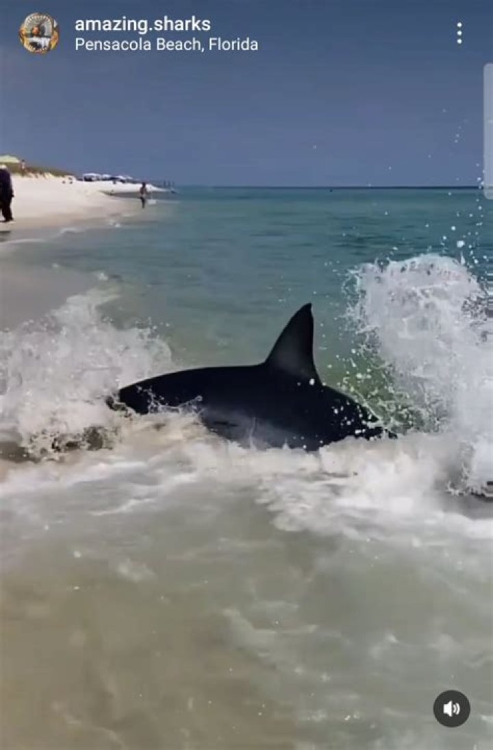 Pensacola Beach's Mako Shark: Fact or Fiction? - SarkariResult