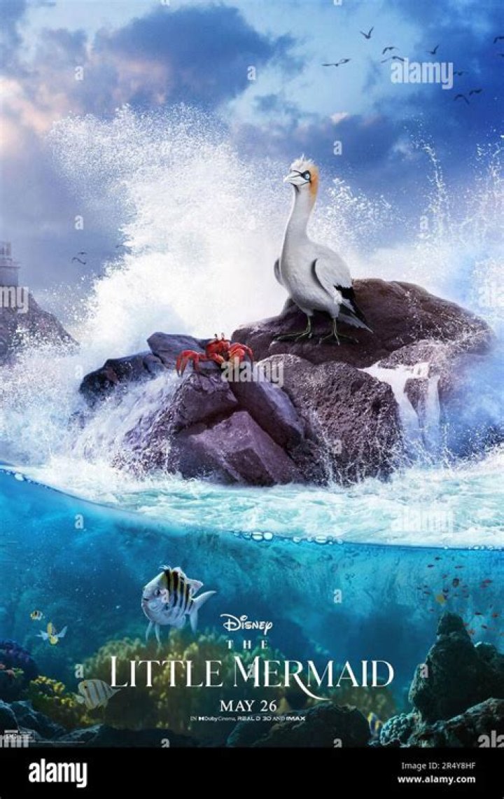 Who Provides the Voice for Scuttle in Disney's New The Little Mermaid (2023)? - SarkariResult